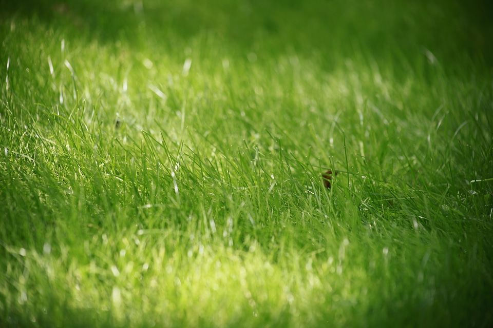 Summer closeup green grass
