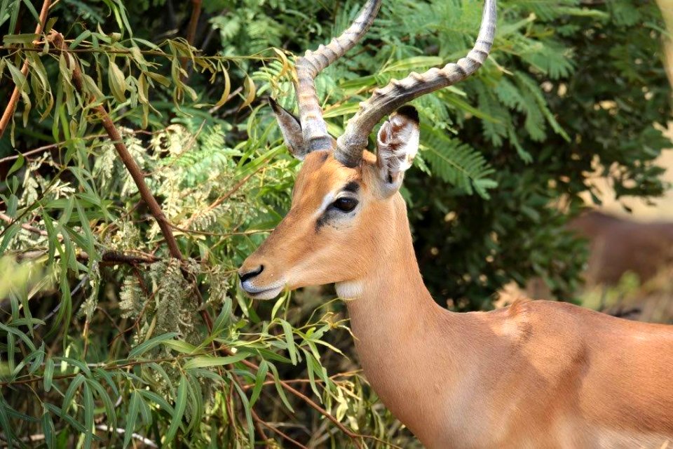 Impala (2)