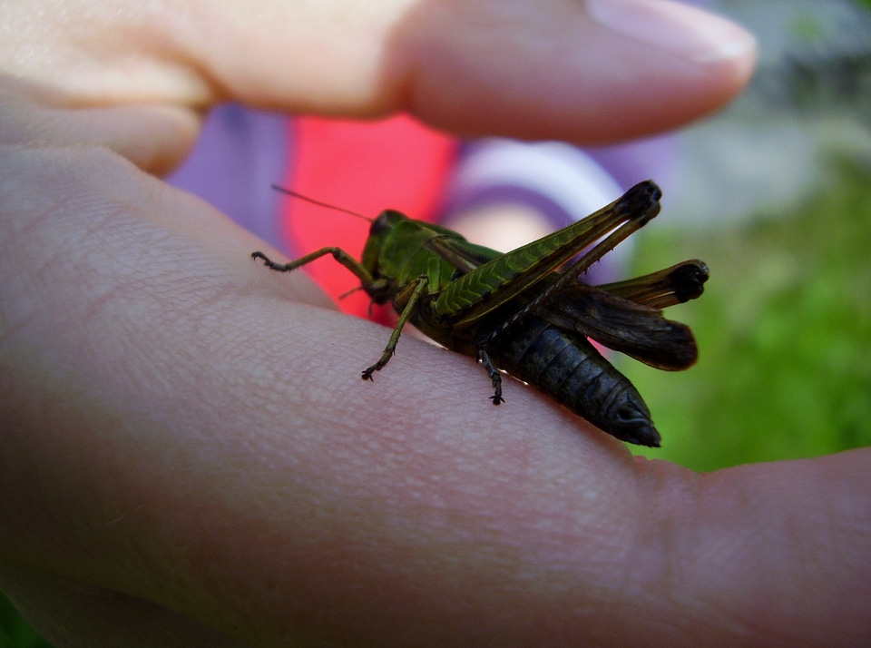 Grasshopper grass insect