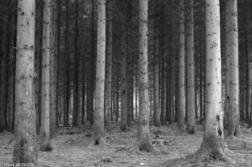 Forêt ardennaise - FRANCE