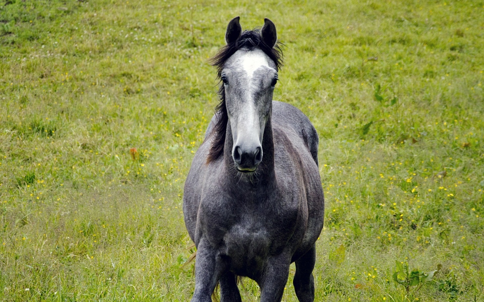 Summer meadow animals riding horse
