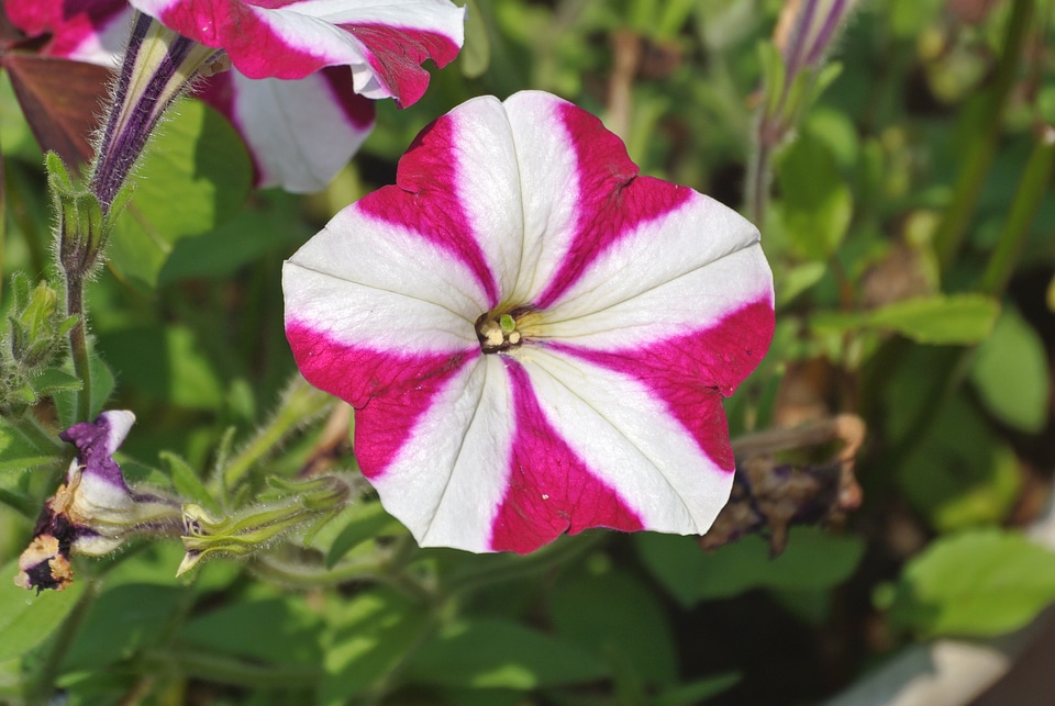 White striped pattern