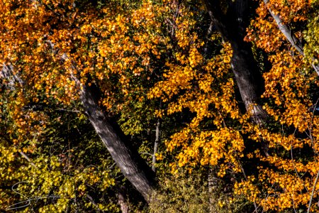 Otoño amarillo