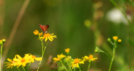 Wildflower and Butterfly