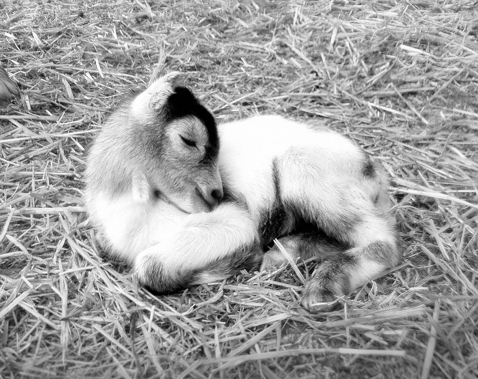 Black small goat black and white