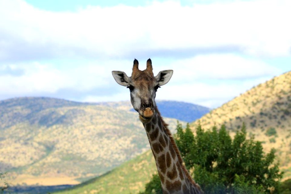 Giraffe (7)