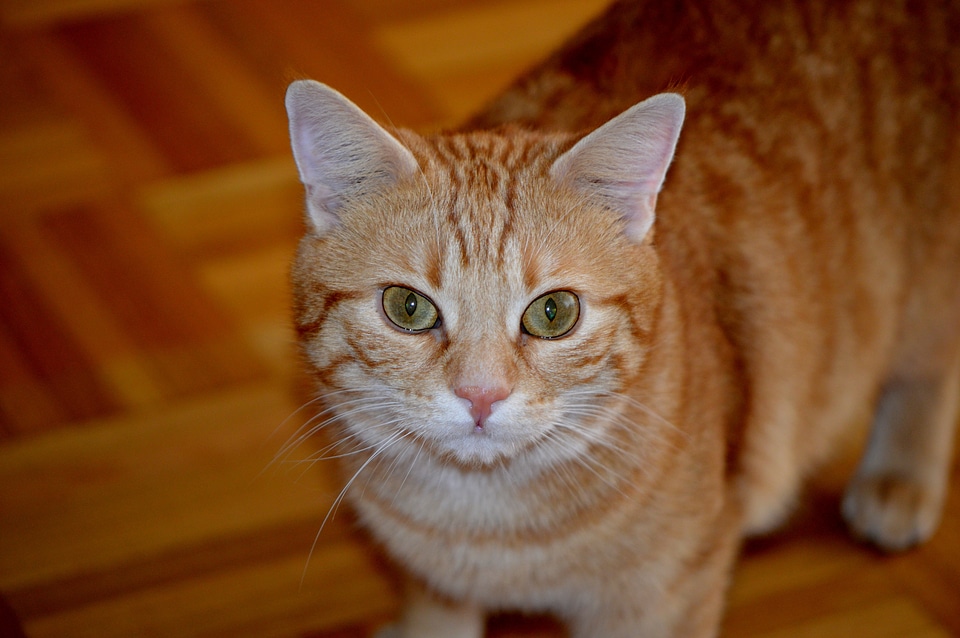 Domestic cat red fur