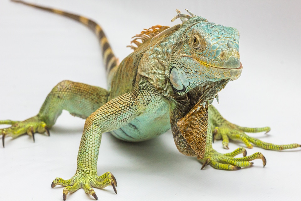 Reptile lizard animal