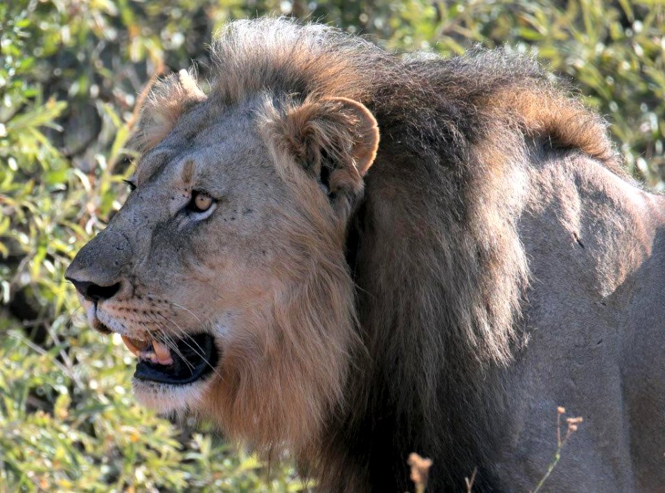 Lion 11