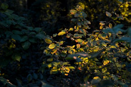 Magic Forest