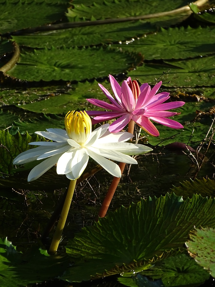 Plant pond aquatic