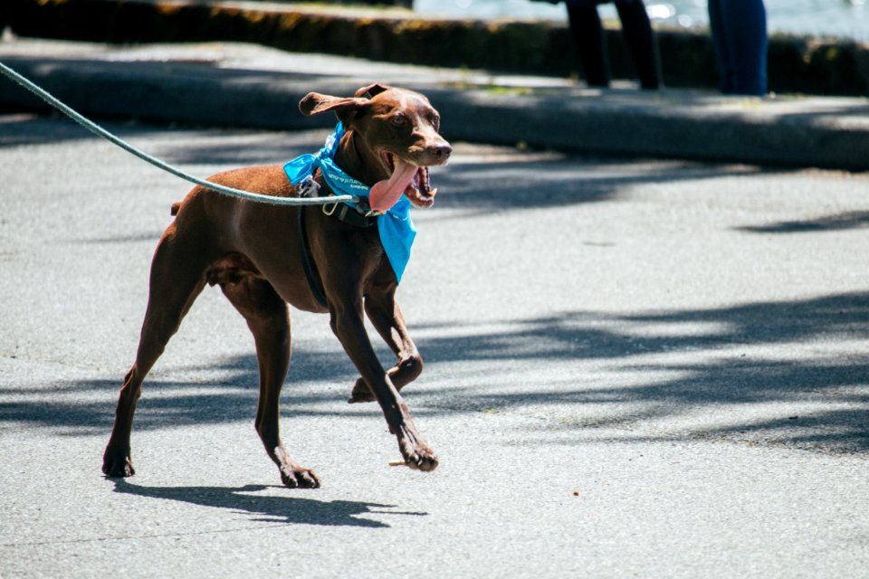 IschelleMartin-furry5k-241