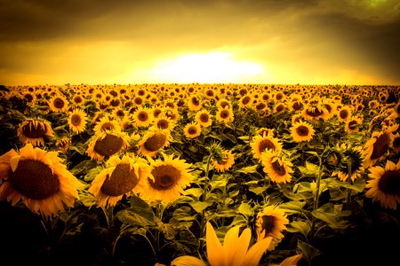 Sunflowers in the sunset photo