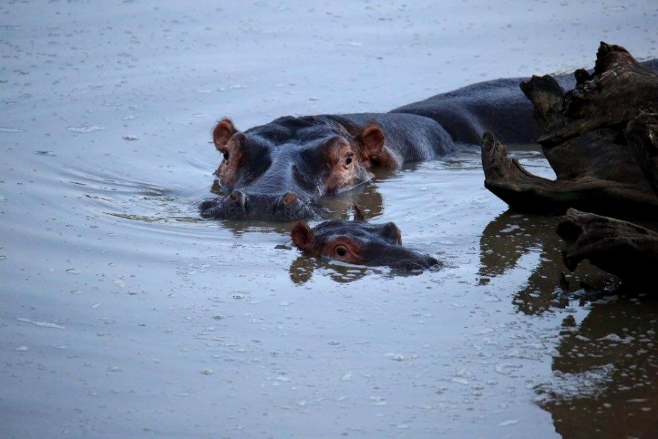 Mamy & Baby Hippo (3)