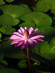 Floral plant blossom