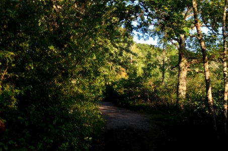 Magic Forest