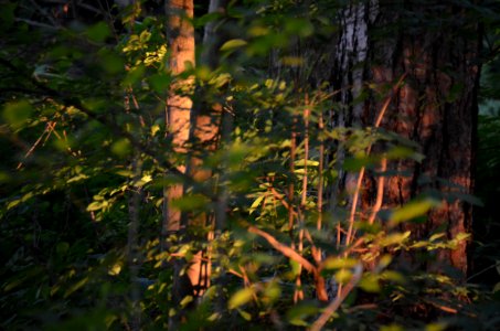Magic Forest