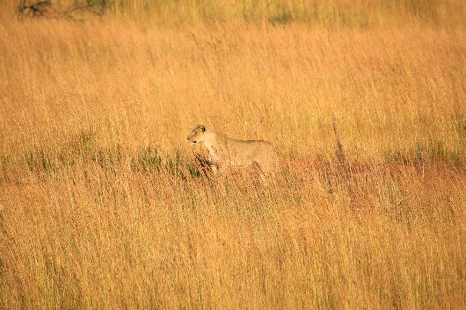 Two Leo (1)