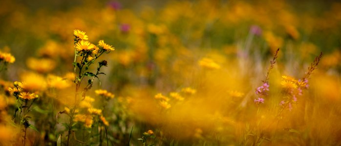 Simple Wildflowers