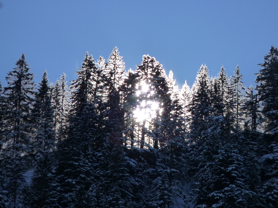 Morgenstimmung nature cold