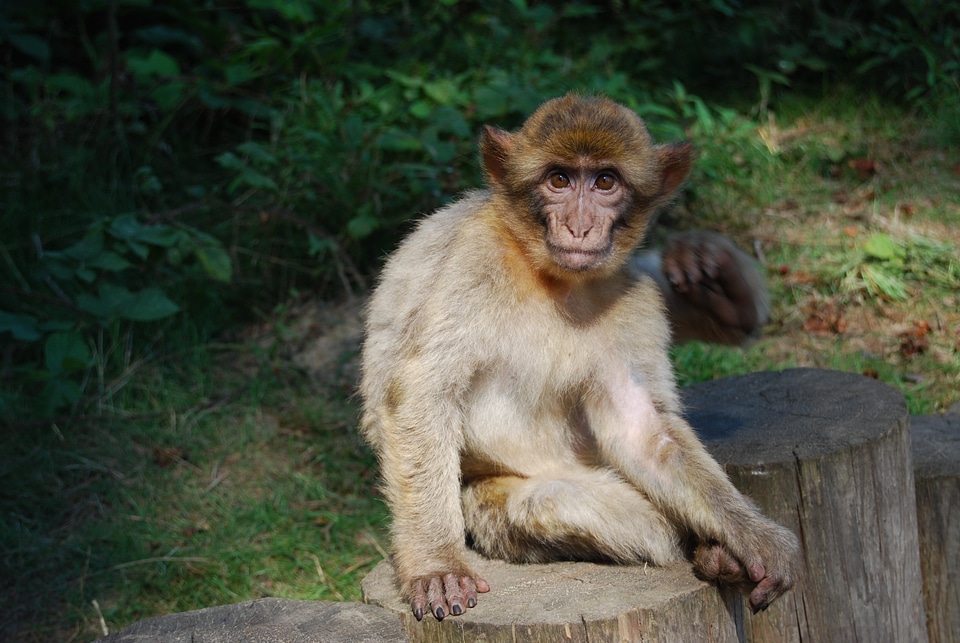 Barbary ape portrait monkey forest