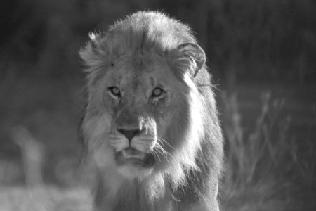 Lion 2 B&W photo