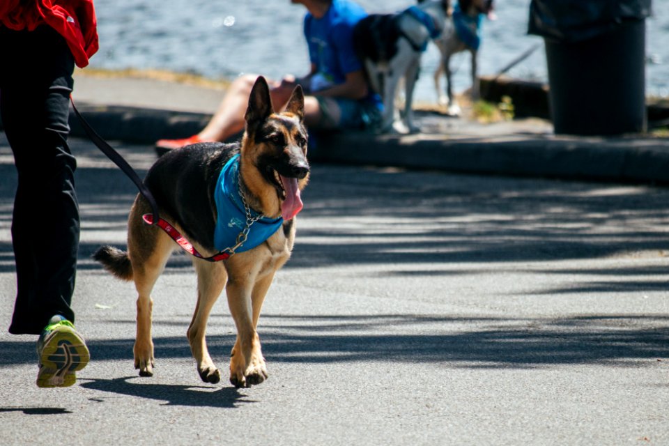 IschelleMartin-furry5k-288