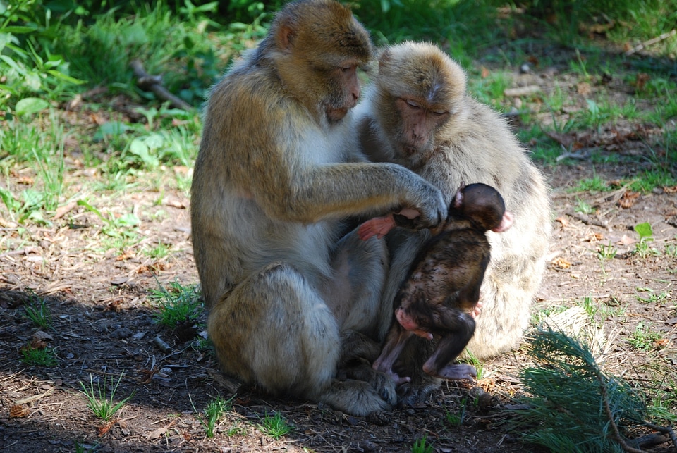 Berber monkeys family monkey child