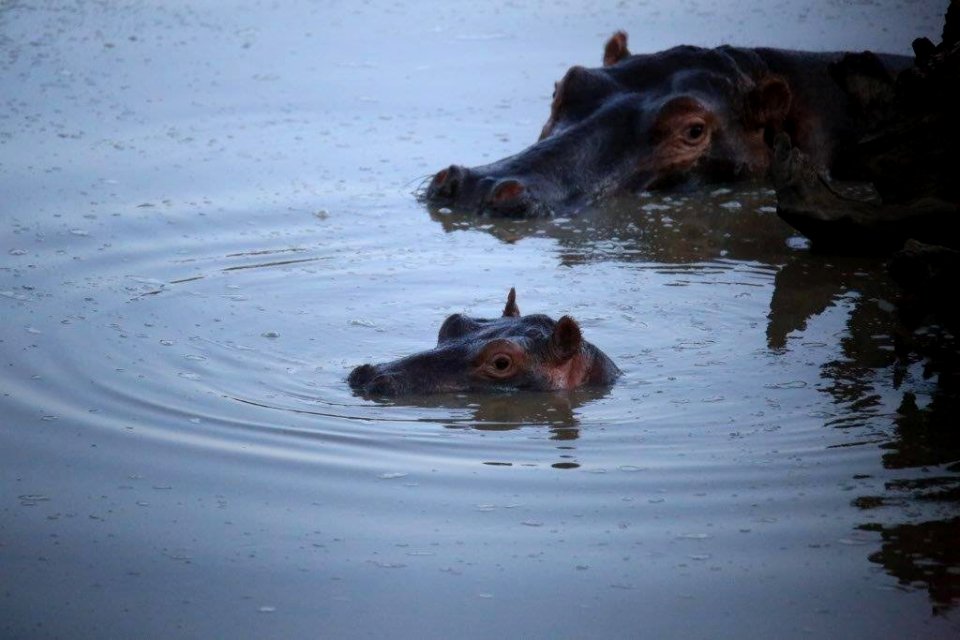 Mamy & Baby Hippo (2)