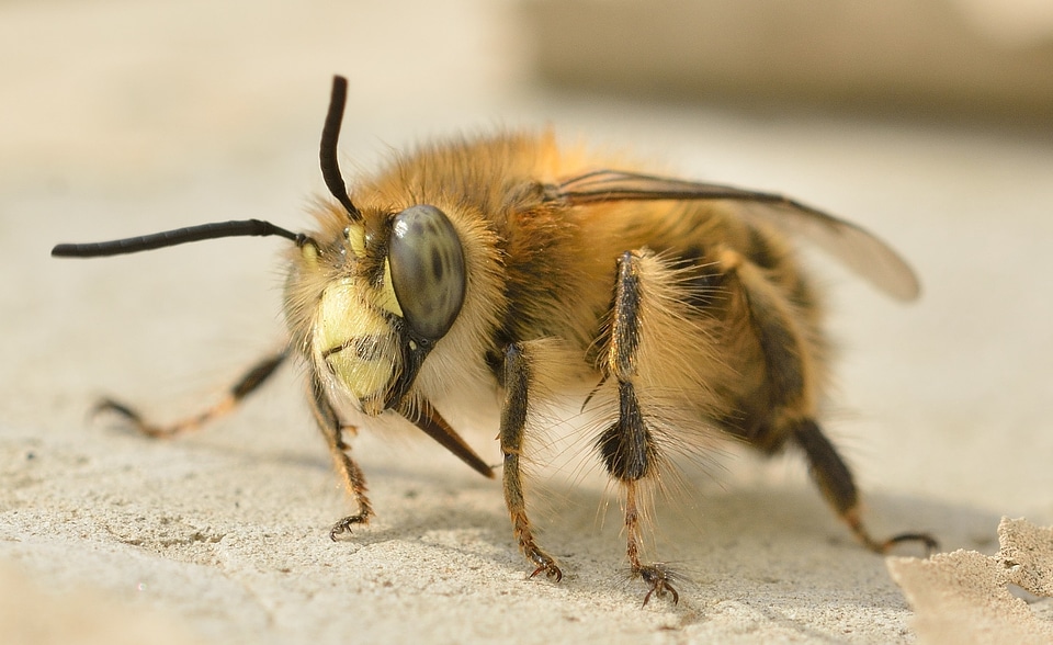 Insects hymenoptera bee