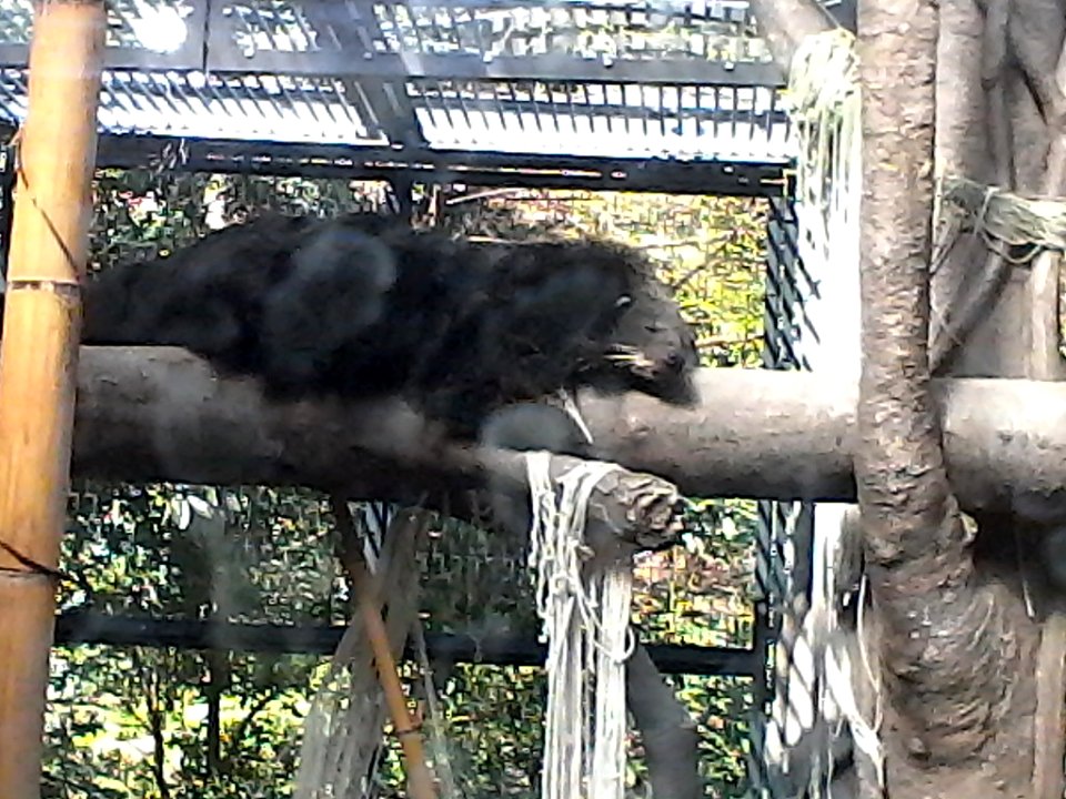 Is it a bear? Is it a cat?