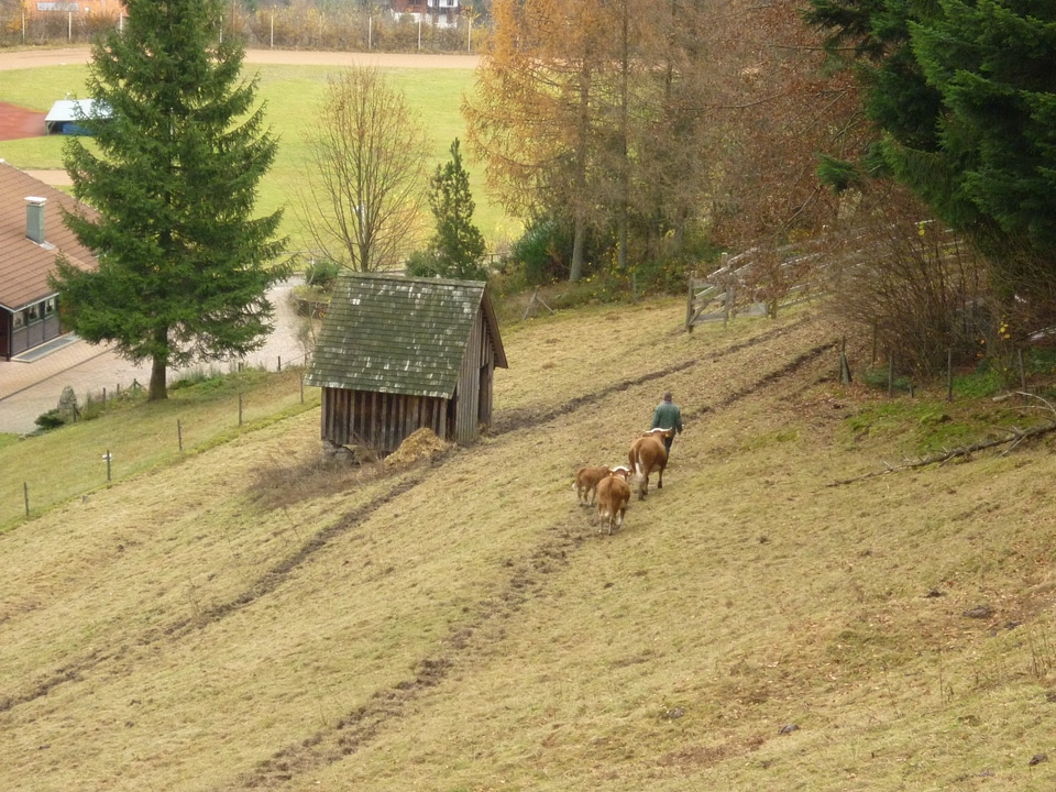 Hiking germany grass