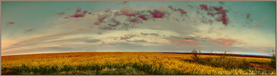 Golden fields photo