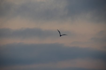 Back to the Ocean