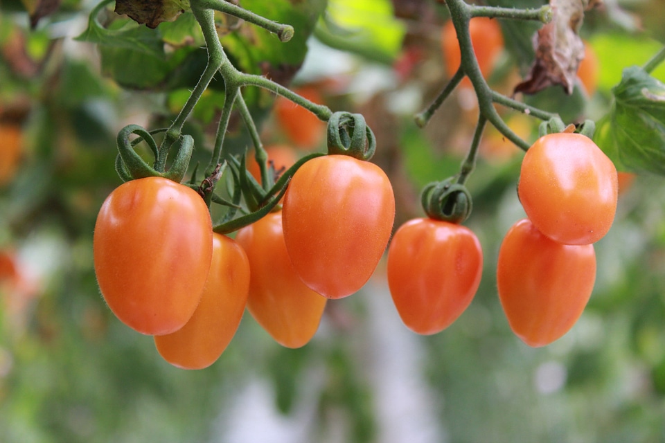Tomatoes food fresh