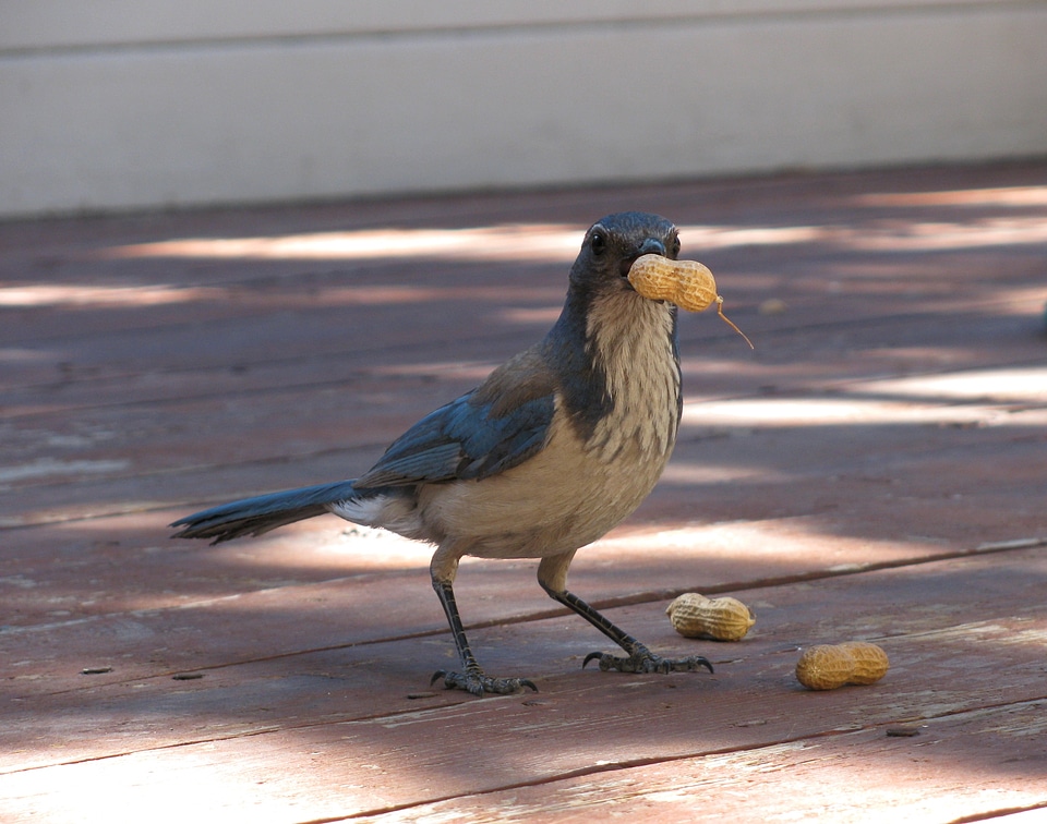 Scrub jay peanut jay