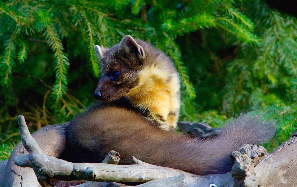 Iltis marten pine marten