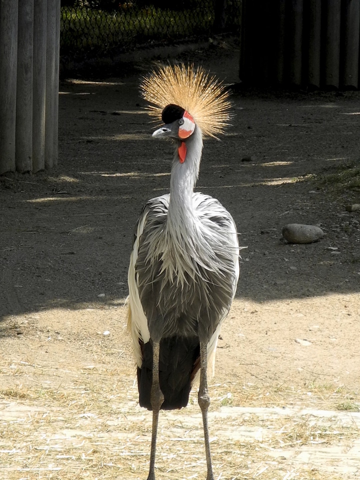 Bird animal world enclosure
