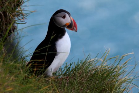 Atlantic Puffin photo