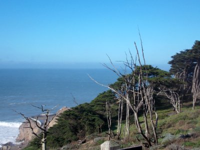 dead trees