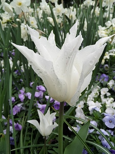 Mainau spring blossom photo