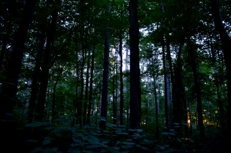 Magic Forest
