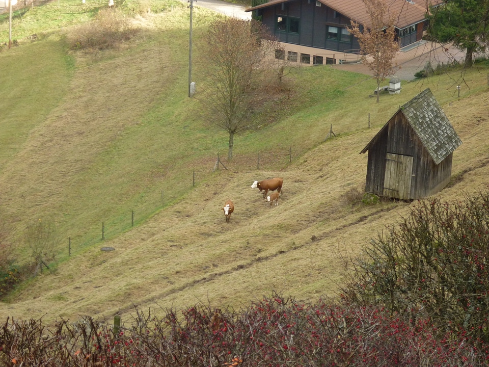 Hiking germany grass