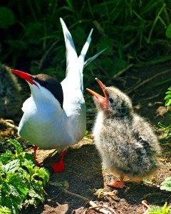 Artic Tern and chick