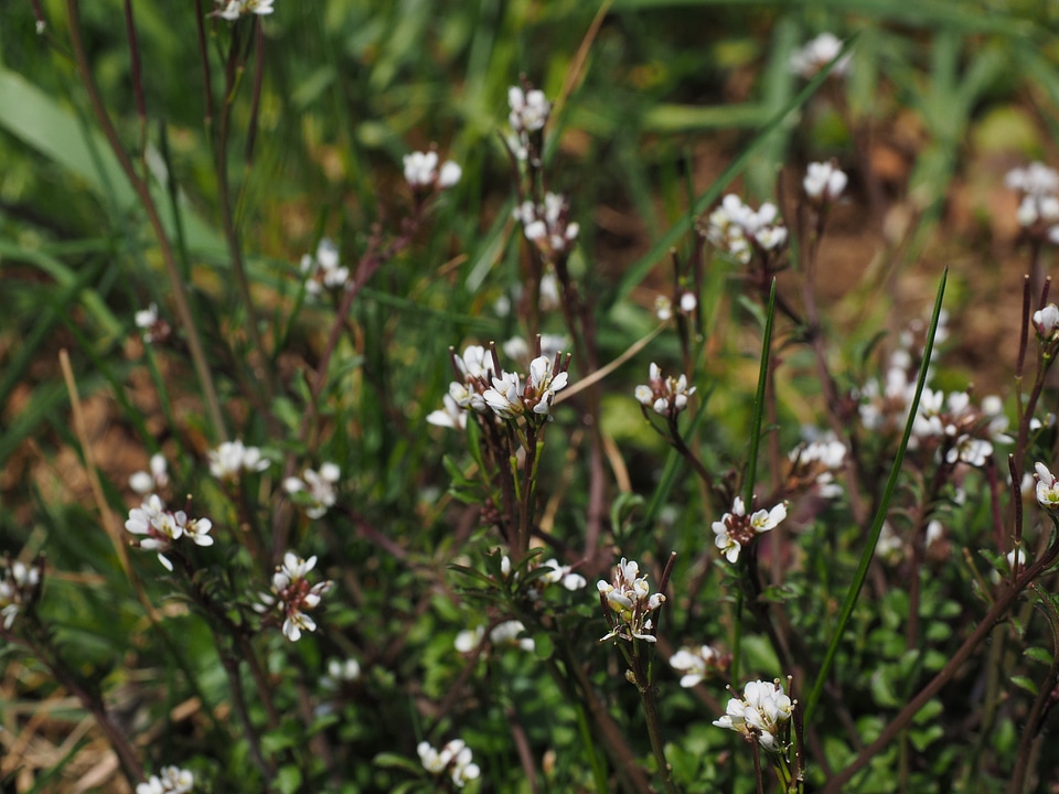 Long stalk grassland plants