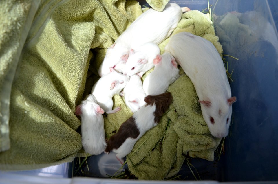 Guinea pig transport hub photo