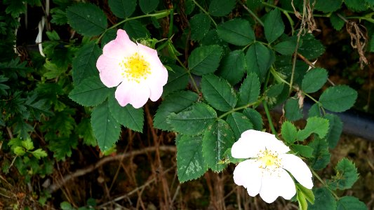 Country Lane Pics