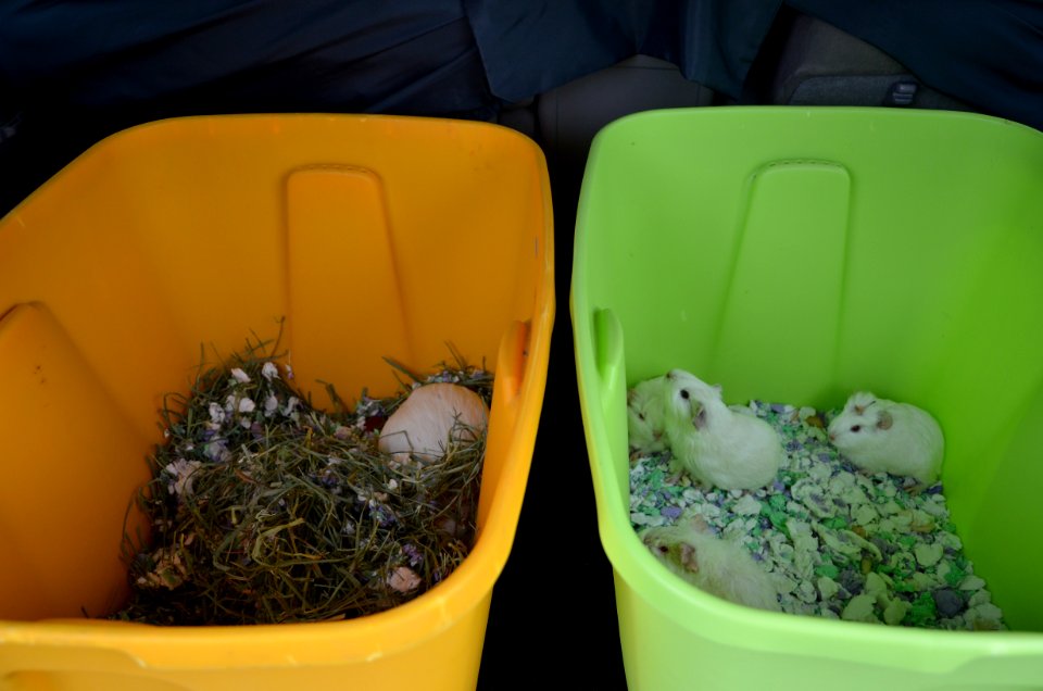 Guinea pig transport hub