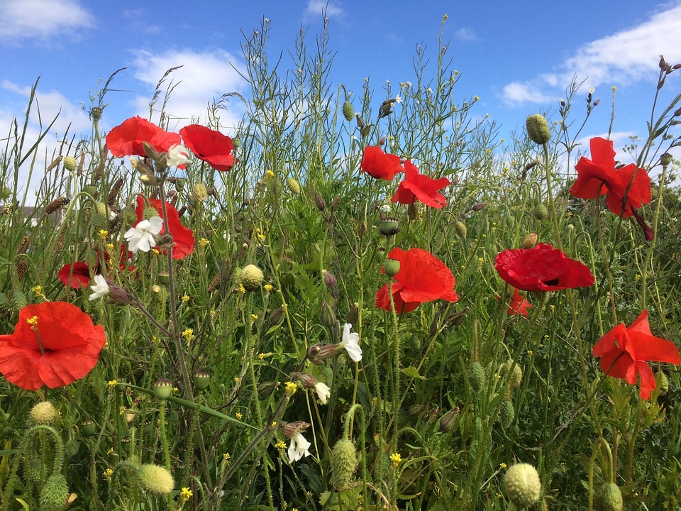 Filed spring wild flowers