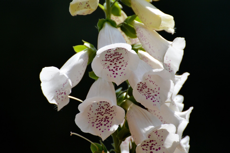 Nature plant blossom photo